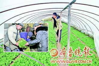 大棚种菜成本高昂 菜价上涨背后菜农难挣钱的困局