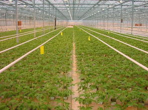 新型太阳能发电温室 种菜发电两不误的生产革命