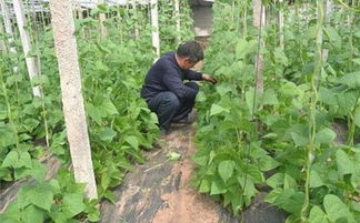 大棚种菜揭秘 为什么菜豆整枝要重点保留下部侧蔓？原来有说法