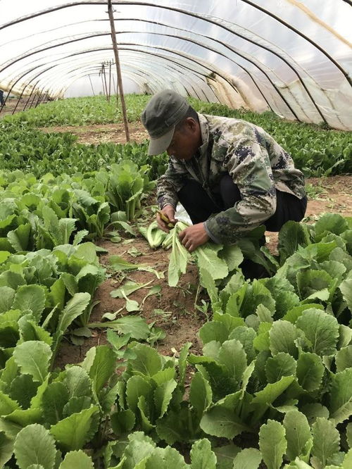 大棚蔬菜喜丰收，线上线下忙销售