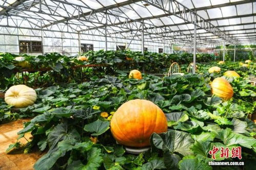 400余个中外蔬菜新品种齐聚第二十七届寿光菜博会大棚种菜展区