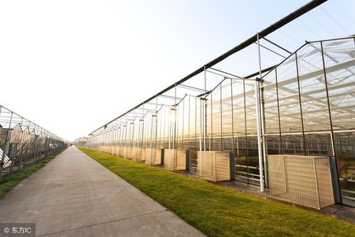 大棚种菜之外 那些你意想不到的创意用途