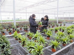 天津市首个光伏农业科技产业园初步建成，蔬菜大棚能发电又能种菜