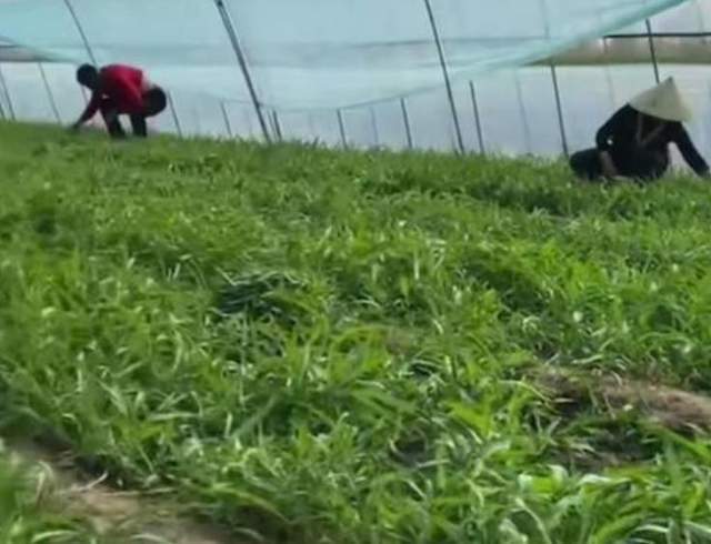 放下与珍视 熊磊带公婆游玩，田静郭威相伴种菜，两种生活的智慧