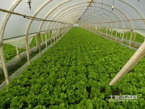 云南昆明26亩大棚转让 激活种菜新商机