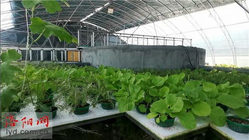 白石崖村 石头缝里养大虾，水上种菜好风光