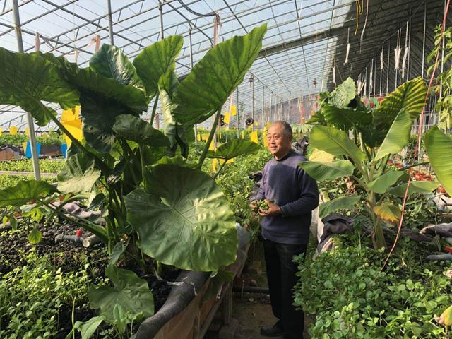 养鱼种菜大棚玩起“混搭” 平度土专家培植鱼菜共生农产品