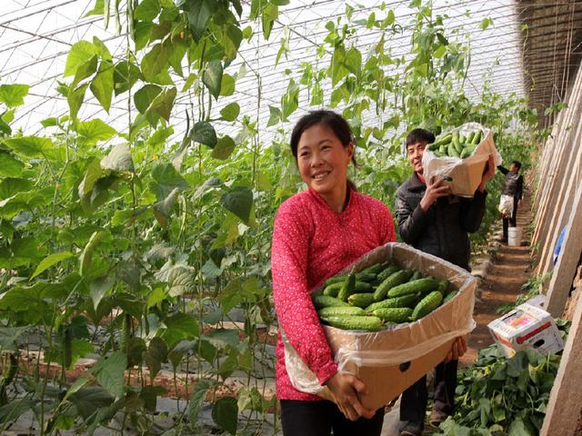 大棚种菜，为什么在村中已经无人稀罕了呢？老农道出了这三个原因
